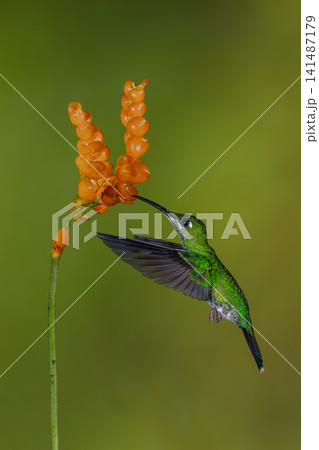 Green-crowned brilliant hovers drinking from orange flower Green-crowned brilliant hovers drinking from orange flower 141487179