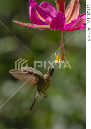 Green-crowned brilliant hovers drinking from pink flower Green-crowned brilliant hovers drinking from pink flower 141487180