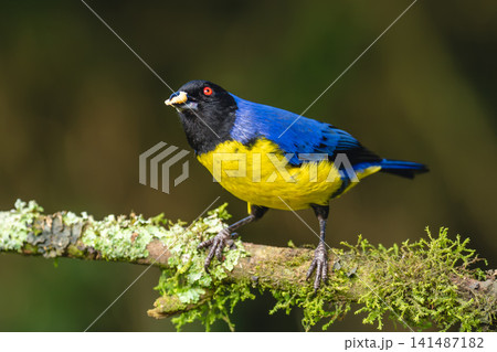 Hooded mountain tanager looks up from branch 141487182