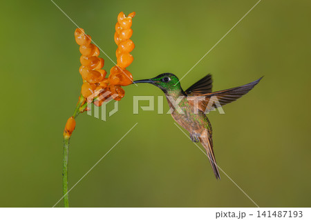 Male fawn-breasted brilliant drinks from orange flowers 141487193