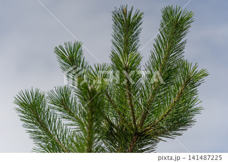 松 松葉 常緑樹 針葉樹 新緑 自然 植物 クローズアップ 青空 日本 庭園 背景素材 松 松葉 常緑樹 針葉樹 新緑 自然 植物 クローズアップ 青空 日本 庭園 背景素材 141487225