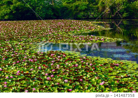 睡蓮の群生する池の風景 睡蓮の群生する池の風景 141487358