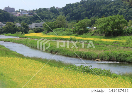 広瀬川と菜の花畑(宮城県仙台市) 広瀬川と菜の花畑(宮城県仙台市) 141487435