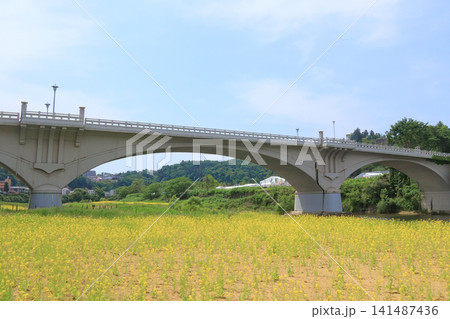 白いアーチ橋と菜の花畑(宮城県仙台市の仙台大橋) 白いアーチ橋と菜の花畑(宮城県仙台市の仙台大橋) 141487436