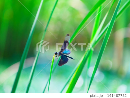 水辺の草にとまるチョウトンボ 水辺の草にとまるチョウトンボ 141487782
