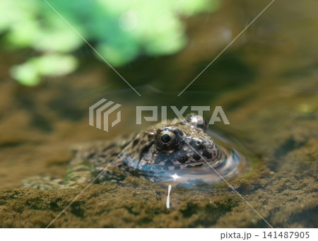 水に住む蛙 水に住む蛙 141487905