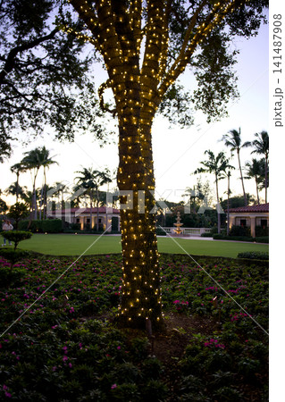 Oak Tree Trunk Wrapped In Warm String Lights In A Garden At Dusk Oak Tree Trunk Wrapped In Warm String Lights In A Garden At Dusk 141487908