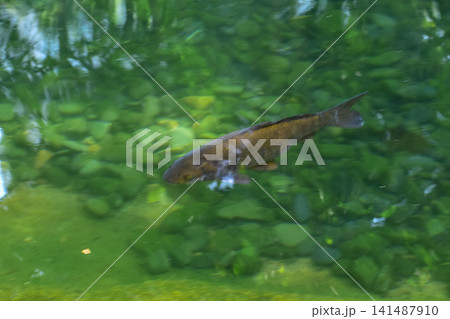 Close-up of the Koi in the pool in the garden of the public park. Clear water. Animal and nature concept. Close-up of the Koi in the pool in the garden of the public park. Clear water. Animal and nature concept. 141487910