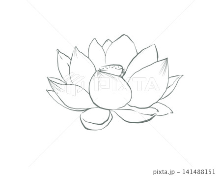 シンプルな白い蓮の花 シンプルな白い蓮の花 141488151