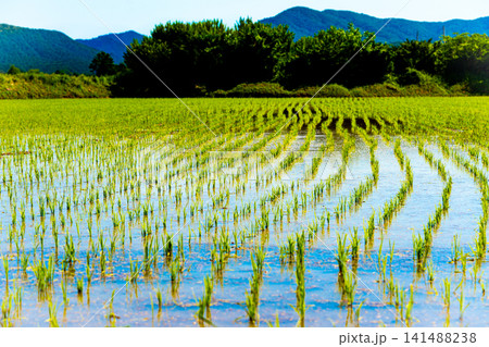 A large area of rice seedlings growing in the fields of Korea. A large area of rice seedlings growing in the fields of Korea. 141488238