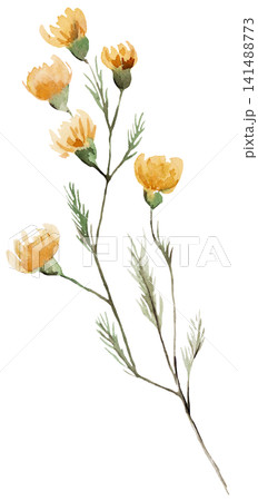 Watercolor yellow wildflowers, spring floral isolated illustration for stationery and greeting cards Watercolor yellow wildflowers, spring floral isolated illustration for stationery and greeting cards 141488773