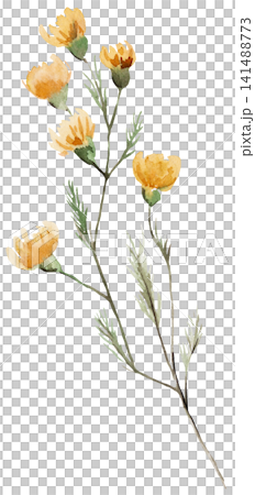 Watercolor yellow wildflowers, spring floral isolated illustration for stationery and greeting cards Watercolor yellow wildflowers, spring floral isolated illustration for stationery and greeting cards 141488773