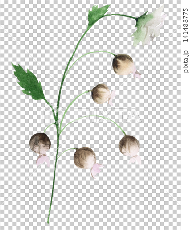 Watercolor white wildflowers with leaves, floral isolated illustration for spring wedding stationery Watercolor white wildflowers with leaves, floral isolated illustration for spring wedding stationery 141488775