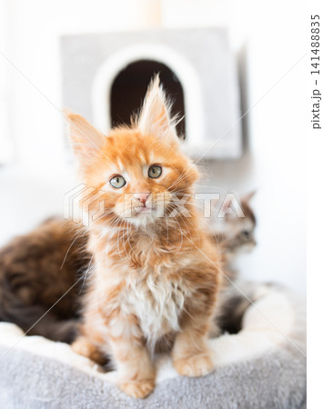 orange maine coon kitten sits on soft surface playing and showing its fluffy fur in cozy environment orange maine coon kitten sits on soft surface playing and showing its fluffy fur in cozy environment 141488835