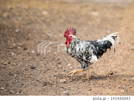 Colorful rooster with striking plumage walks confidently across a dirt surface, showcasing its vibrant feathers and lively demeanor in a natural farm environment Colorful rooster with striking plumage walks confidently across a dirt surface, showcasing its vibrant feathers and lively demeanor in a natural farm environment 141488841