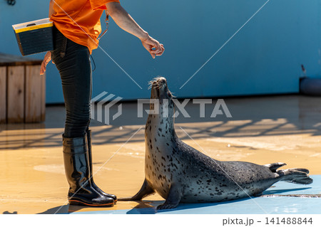 長靴で餌を与える飼育員とアザラシ 141488844