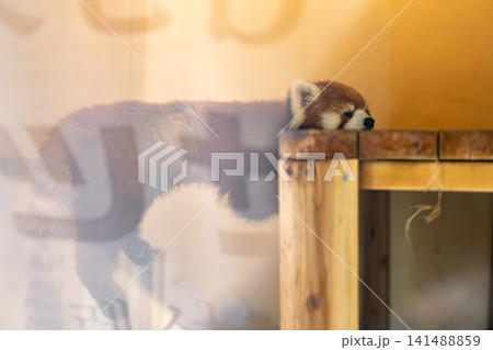 横木にもたれるレッサーパンダ 横木にもたれるレッサーパンダ 141488859