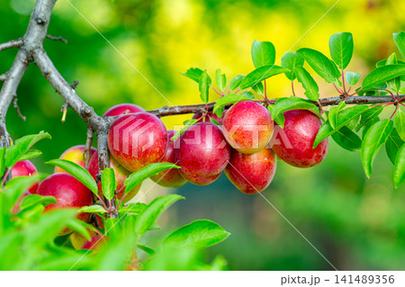 Ripe red plums growing on leafy tree branch with blurred green background 141489356