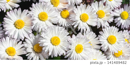 Daisy flower growing in a field or botanical garden on a sunny day outdoors. Daisy flower growing in a field or botanical garden on a sunny day outdoors. 141489482