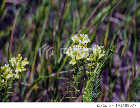 Dense Cluster of Blooming Common Toadflax Flower Stems 141489677