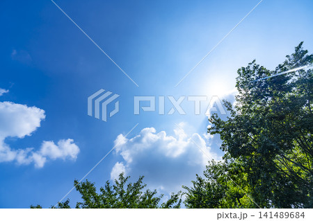 夏の青空と雲と樹木 141489684
