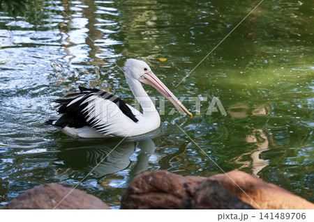Australian Pelican Swimming on Calm Pond Water Side Profile 141489706