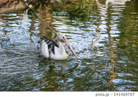 Australian Pelican Swimming on Calm Pond Water Side Profile 141489707