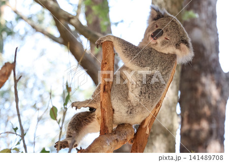 Sleepy Koala Resting on Eucalyptus Tree Branch in Australia 141489708