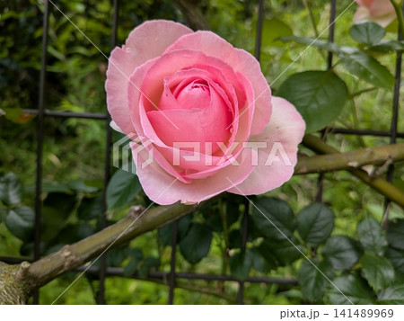 ピンクの薔薇14 141489969