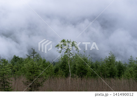 奥日光・戦場ヶ原の草原に立つ白樺と梅雨空に立ち込める雲の風景 奥日光・戦場ヶ原の草原に立つ白樺と梅雨空に立ち込める雲の風景 141490012