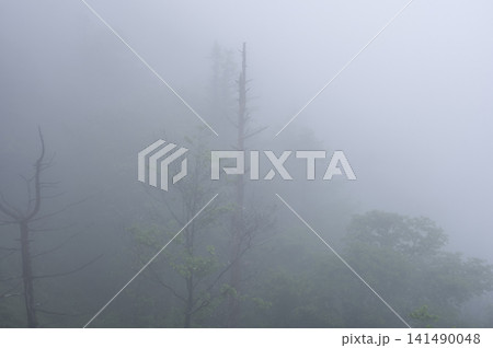 梅雨の濃霧に包まれる森と霧の中に浮かび上がる立ち枯れの木 梅雨の濃霧に包まれる森と霧の中に浮かび上がる立ち枯れの木 141490048