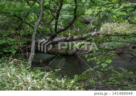 梅雨の戦場ヶ原を静かに流れる湯川と深緑の湿原風景 梅雨の戦場ヶ原を静かに流れる湯川と深緑の湿原風景 141490049