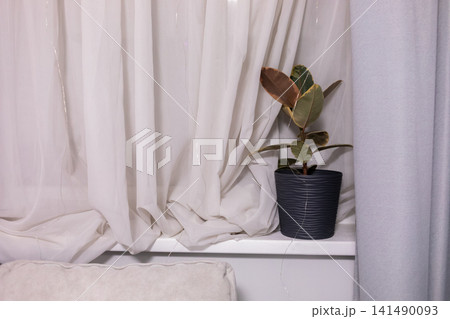Small potted houseplant placed on a white shelf beside soft curtains, creating a calm minimalist interior scene with natural greenery, clean decor and cozy home atmosphere 141490093