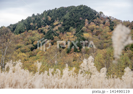 ススキの穂が揺れる志賀高原・田ノ原湿原と紅葉の山並み 141490119