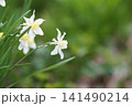 春の庭に咲く白色の水仙の花 141490214