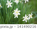 春の庭に咲く白色の水仙の花 141490216
