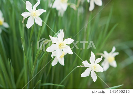 春の庭に咲く白色の水仙の花 141490216