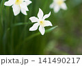 春の庭に咲く白色の水仙の花 141490217