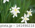 春の庭に咲く白色の水仙の花 141490218