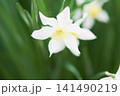 春の庭に咲く白色の水仙の花 141490219