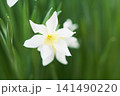 春の庭に咲く白色の水仙の花 141490220