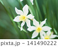 春の庭に咲く白色の水仙の花 141490222