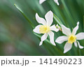 春の庭に咲く白色の水仙の花 141490223