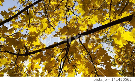 Golden maple leaves on tree branches gently swaying in the wind at sunny day. Lush autumn yellow foliage swinging on breeze at forest. Beautiful colorful fall season. Close up Slow motion Golden maple leaves on tree branches gently swaying in the wind at sunny day. Lush autumn yellow foliage swinging on breeze at forest. Beautiful colorful fall season. Close up Slow motion 141490563