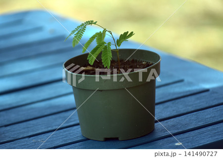 Young albizia (Albizia julibrissin) seedling growing in a green plastic pot outdoors. Fresh green foliage and healthy new growth symbolize gardening, tree cultivation, sustainability, and nature. Young albizia (Albizia julibrissin) seedling growing in a green plastic pot outdoors. Fresh green foliage and healthy new growth symbolize gardening, tree cultivation, sustainability, and nature. 141490727