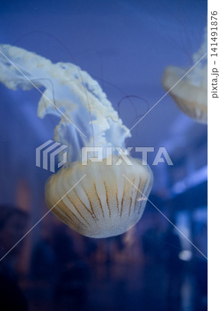 Purple striped Jellyfish. Medusa in the neon light in Aquarium 141491876