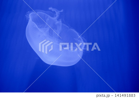 Purple striped Jellyfish. Medusa in the neon light in Aquarium Purple striped Jellyfish. Medusa in the neon light in Aquarium 141491883