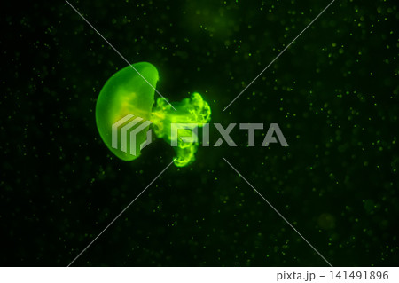 Purple striped Jellyfish. Medusa in the neon light in Aquarium Purple striped Jellyfish. Medusa in the neon light in Aquarium 141491896