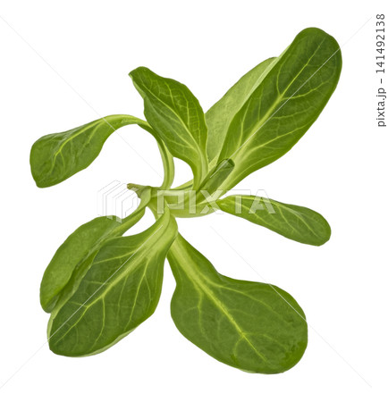 Corn salad fresh green leaves isolated on white background with clipping path Corn salad fresh green leaves isolated on white background with clipping path 141492138