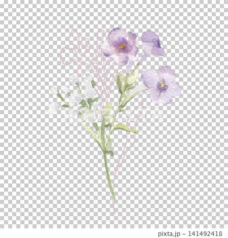 Watercolor flower illustration with delicate contour drawing isolated. Floral composition of purple petals on thin stems hand drawn. Botanical sketch pastel colors for design greeting card or wedding. Watercolor flower illustration with delicate contour drawing isolated. Floral composition of purple petals on thin stems hand drawn. Botanical sketch pastel colors for design greeting card or wedding. 141492418